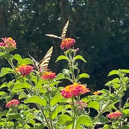 Visitar-bioucas-i-al-q-nature-and-well-being-rnal-43962-al Apartment Souto (Santarem)